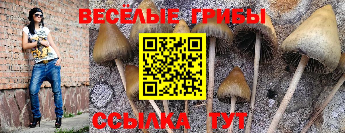 Псилоцибиновые грибы Cubensis  Вход с VPN  Муром 